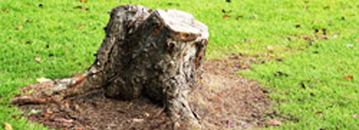 Why Tree Stump Removal is Essential for Your Landscape